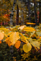 Background of colorful autumn leaves on forest floor - 771294287