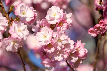 pink cherry blossoms - 771294678