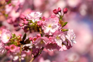 pink cherry blossoms - 771294692