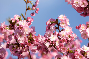 pink cherry blossoms - 771295086