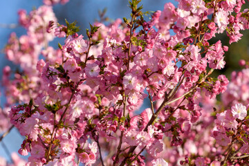 pink cherry blossoms - 771296009