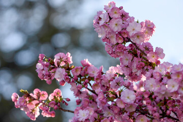 pink cherry blossoms - 771296414