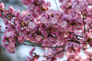 pink cherry blossoms - 771296443