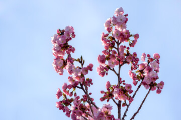 pink cherry blossoms - 771296611