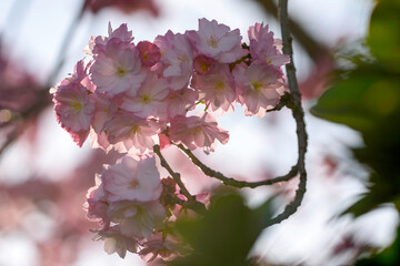 pink cherry blossoms - 771296888