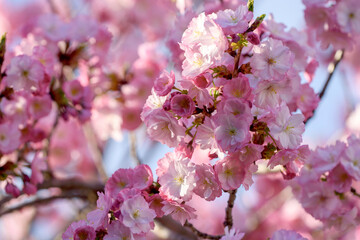 pink cherry blossoms - 771297078