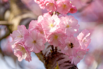 pink cherry blossoms - 771297087