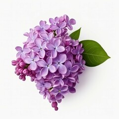 Fototapeta premium Lilac Flower, isolated on white background