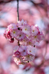 pink cherry blossoms - 771297223