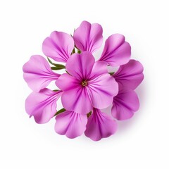 Obraz premium Phlox Flower, isolated on white background