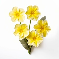 Primrose Flower, isolated on white background