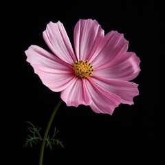 Cosmos Flower, isolated on black background
