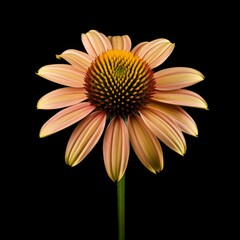 Coneflower Flower, isolated on black background