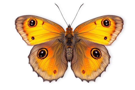 Beautiful Gatekeeper butterfly isolated on a white background with clipping path