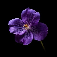 Violet Flower, isolated on black background