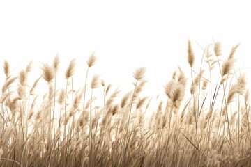 A field of wild grasses with its various shapes and textures, isolated on white background