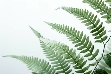 A close-up of a fern, showing its intricate details and patterns, isolated on white background