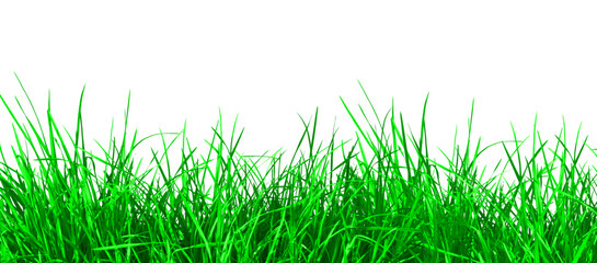 Fototapeta premium Natural green grass fresh spring summer field on transparent background. Natural spring decoration design elements