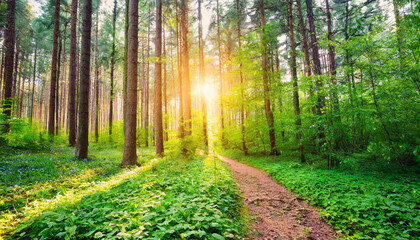 Obraz premium Beautiful forest in spring with bright sun shining through the trees