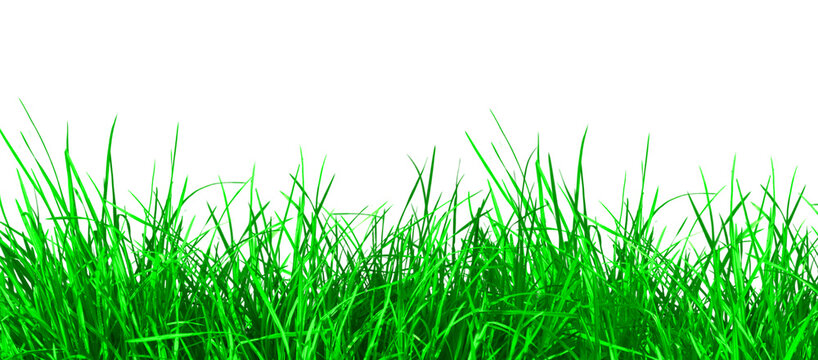 Natural green grass fresh spring summer field on transparent background. Nature plants decoration design elements