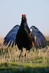 Coq Tétras-lyre en parade nuptiale. 