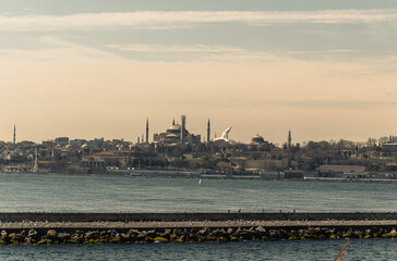 High-resolution close-up photograph of a seagull in flight over Istanbul's Bosphorus, with the iconic silhouette of Hagia Sophia and Istanbul's skyline in the background. Captures detailed bird.