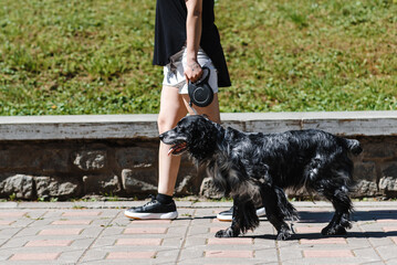black Russian spaniel
