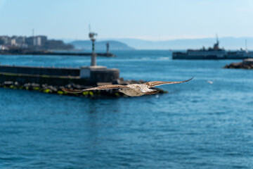 Close-up shot of a seagull in flight along Istanbul’s coastline, 