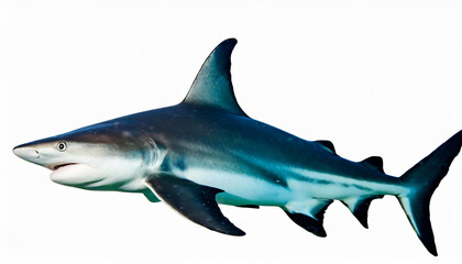 Fototapeta premium Blacktip reef shark isolate on white background