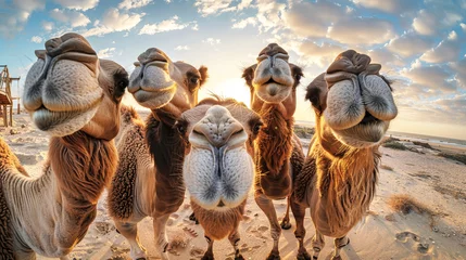 Fototapeten A group of camels stand together in the arid desert landscape © Anoo