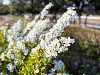 ユキヤナギのクローズアップ
