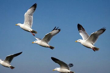 Obraz premium White gull birds fly close in a flock