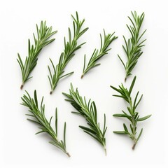 Fototapeta premium herb leaves of rosemary isolated on white background in front of white background