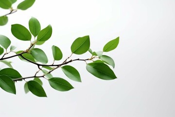 a tree near a white background and green leaves on the branch