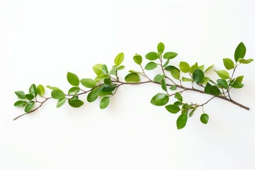 image of a green tree branch against a white wall