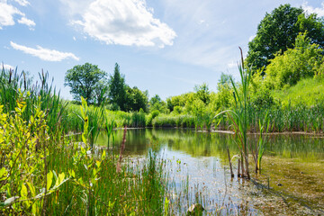 Calm pond with reeds surrounded by meadows and trees on a summer sunny day. Local travel