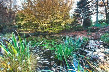 Autumn colors in a garden with a pond
