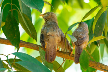 Yellow billed babbler