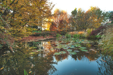 Pond with fallen leaves in autumn