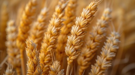 Fototapeta premium ripe wheat field landscape close up