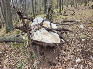 cut tree stump stone in root