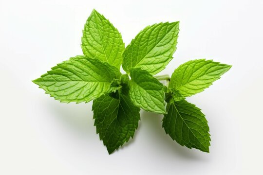 2 fresh mint leaves on a white background