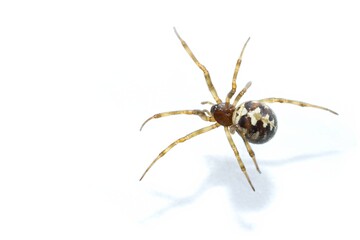 Steatoda grossa, false Black Widow, Triangulate cobweb spider, Steatoda triangulosa, studio shot on white background, isolated,copy space