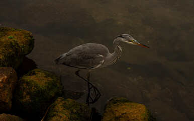 A heron in a dark river