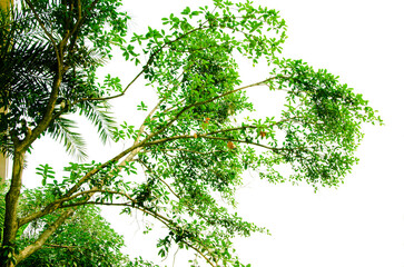 Fototapeta premium Camphor tree is one of the common street greening tree species in Chinese cities, which is evergreen all year round and has a slight fragrant taste in its leaves. 