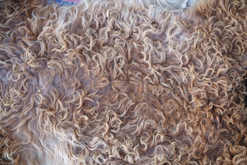 alpaca wool photo backdrop, pure charm of wool