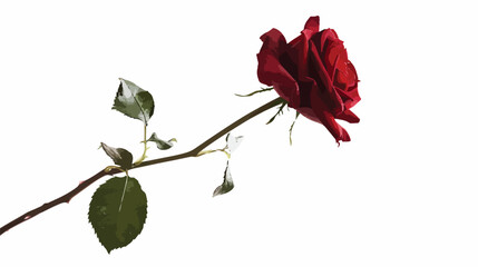 Single red rose flower vector illustration beautiful