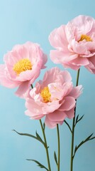 Three pink peonies on a blue background