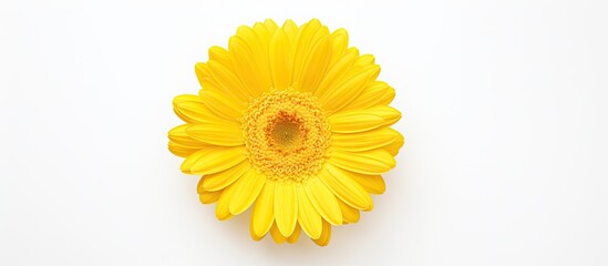 A bright yellow daisy with delicate petals placed on a clean white surface, creating a simple and elegant composition