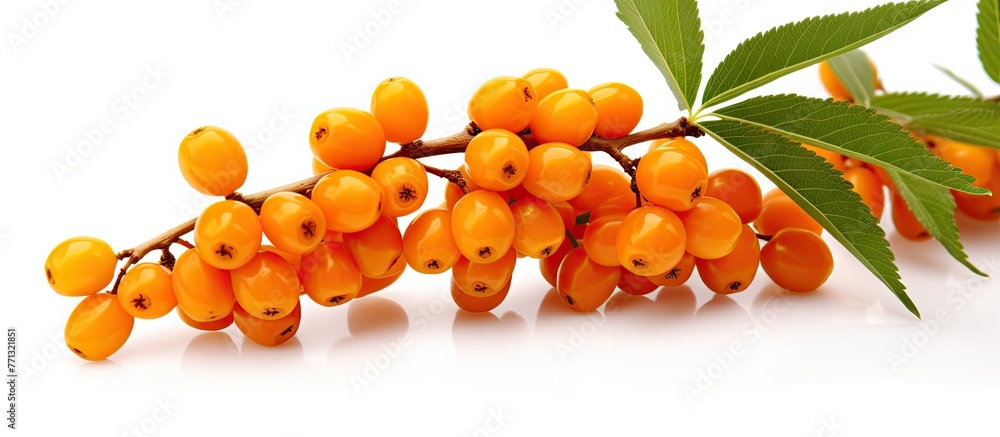 Poster a detailed close-up image of a cluster of vibrant orange berries growing on a tree branch, with gree